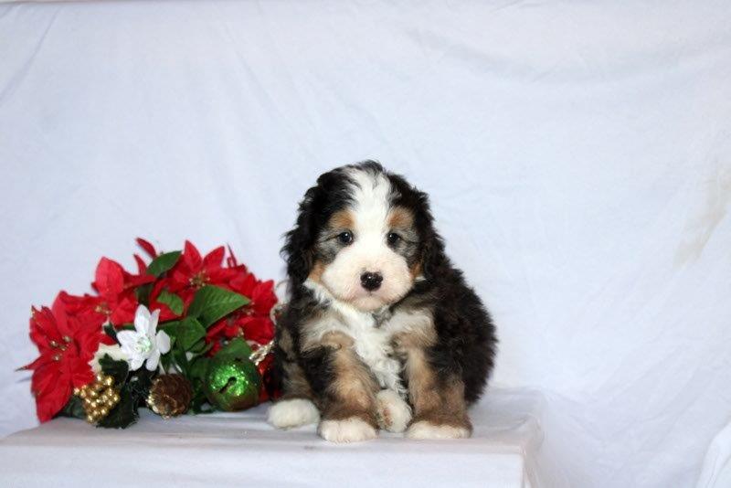 puppy, for, sale, Mini Bernedoodle F2, Matthew B. Stoltzfus, dog, breeder, Gap, PA, dog-breeder, puppy-for-sale, forsale, nearby, find, puppyfind, locator, puppylocator, aca